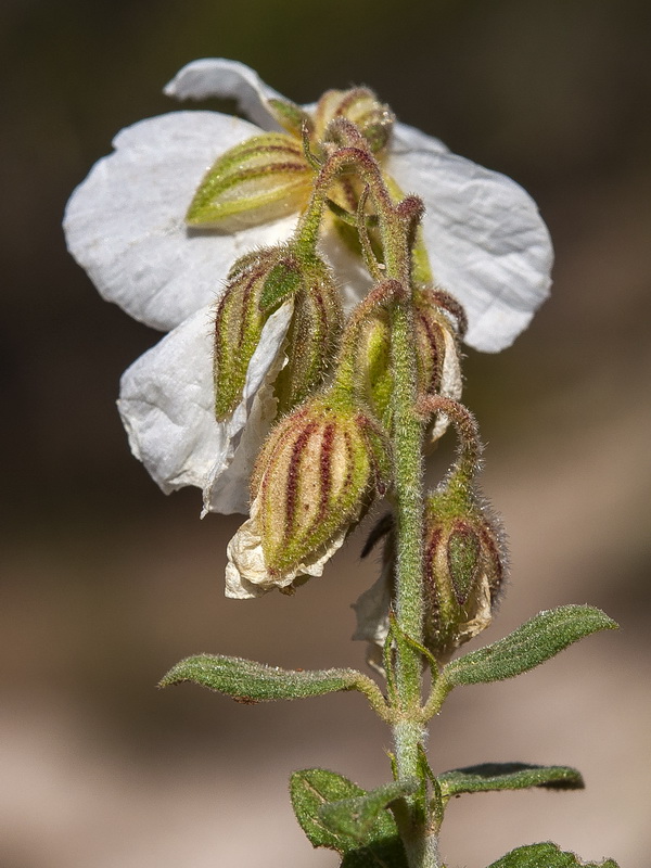 Helianthemum apenninum suffruticosum.35