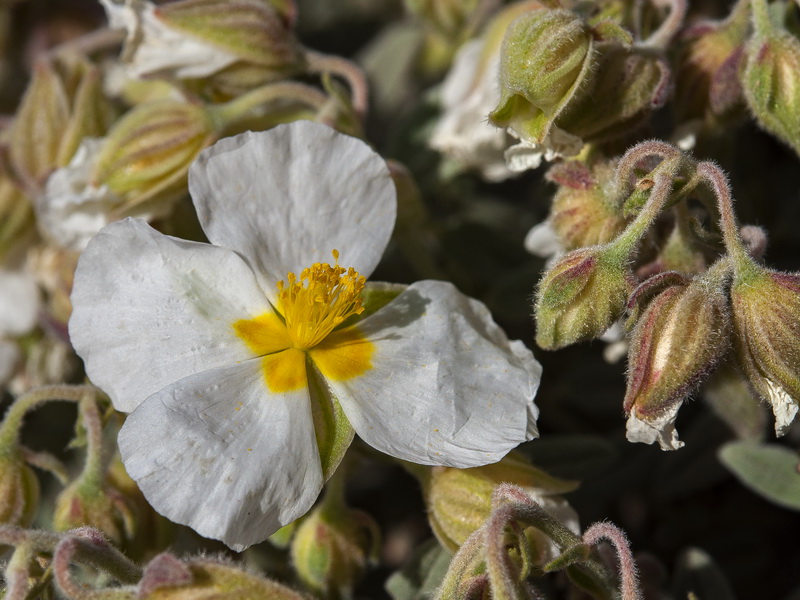 Helianthemum apenninum suffruticosum.36