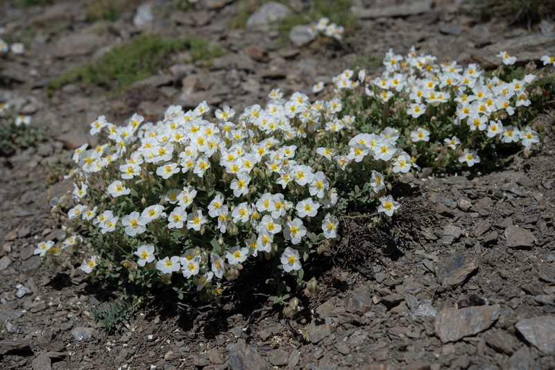 Helianthemum apenninum suffruticosum.08
