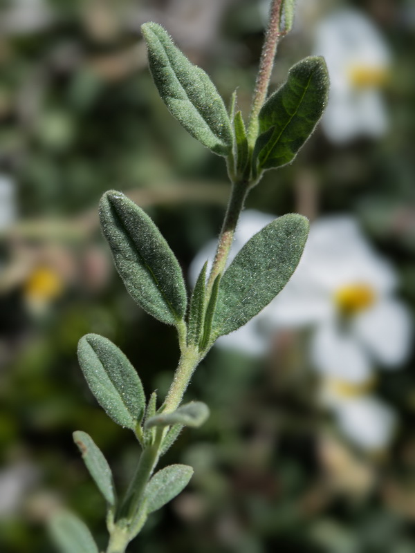 Helianthemum apenninum suffruticosum.40