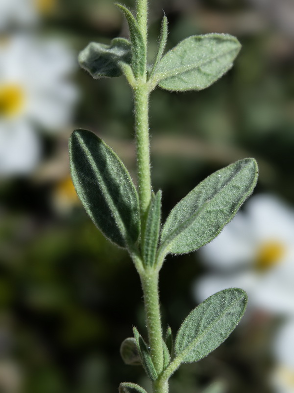 Helianthemum apenninum suffruticosum.41