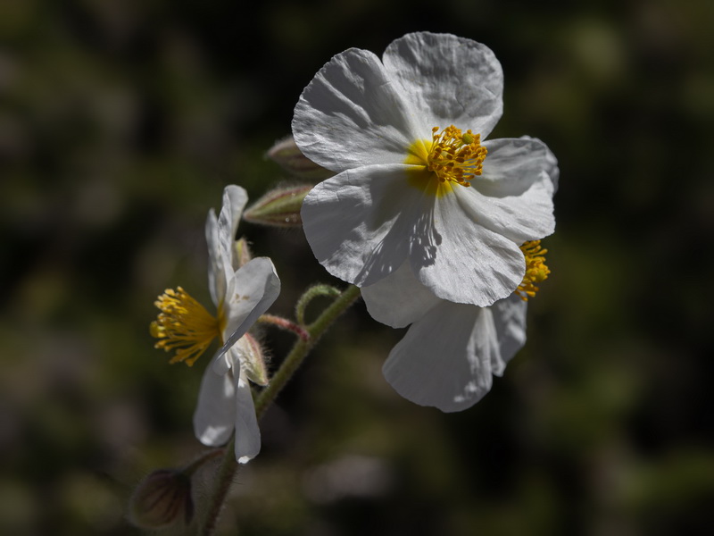 Helianthemum apenninum suffruticosum.20
