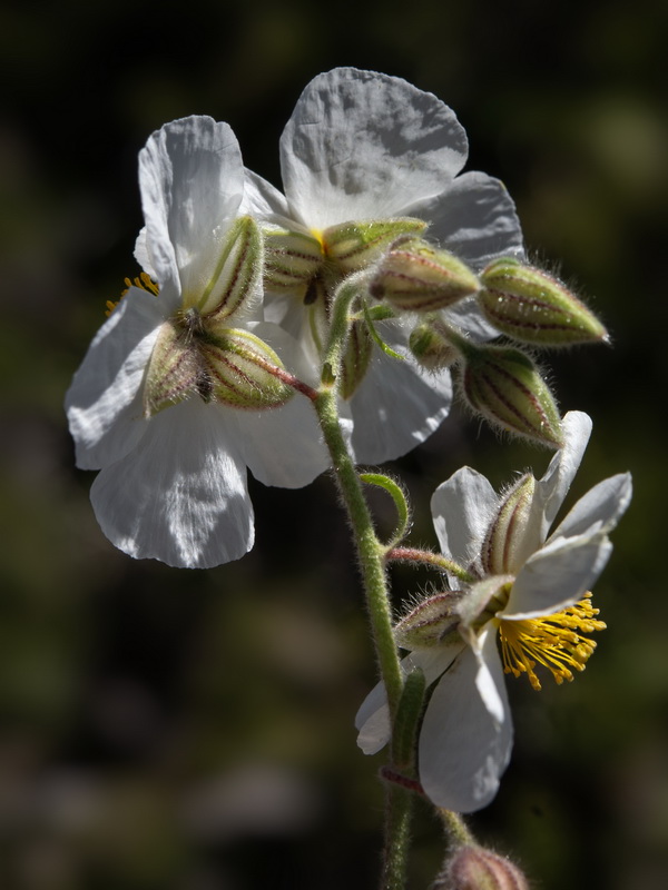 Helianthemum apenninum suffruticosum.44