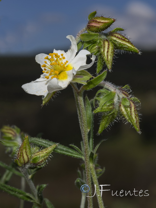 Helianthemum asperum.06