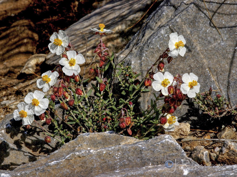 Helianthemum asperum.01