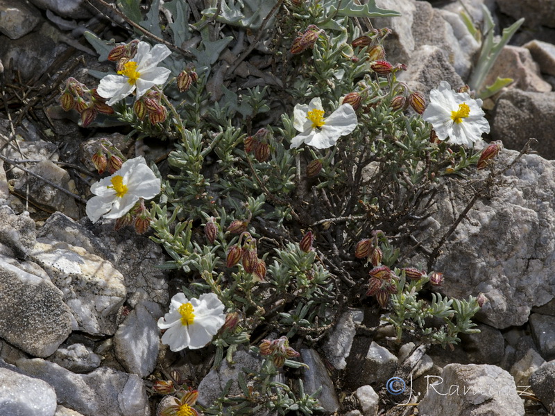 Helianthemum asperum.02