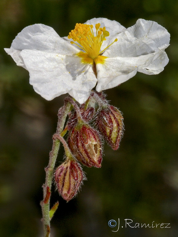 Helianthemum asperum.05