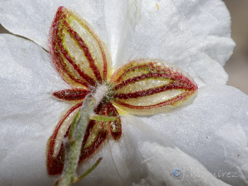 Helianthemum asperum.10