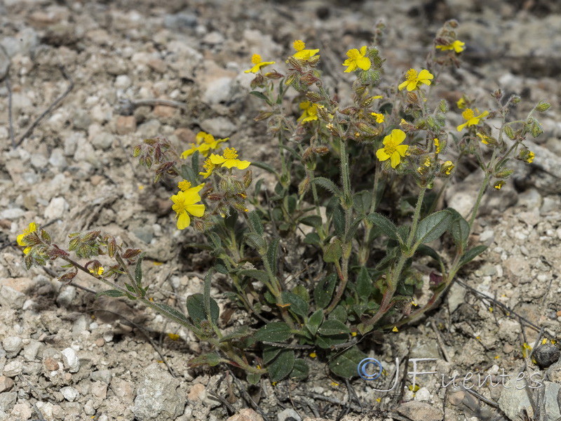 Helianthemum cinereum cinereum.01