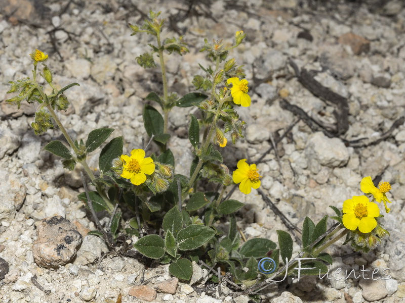 Helianthemum cinereum cinereum.02