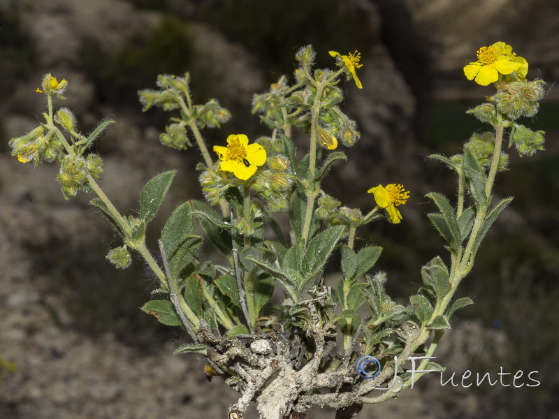 Helianthemum cinereum cinereum.03