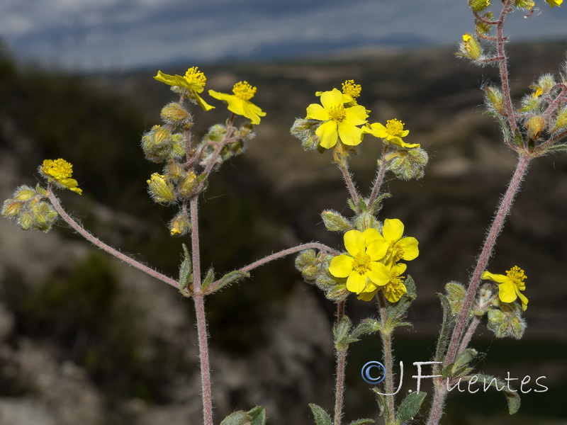 Helianthemum cinereum cinereum.10