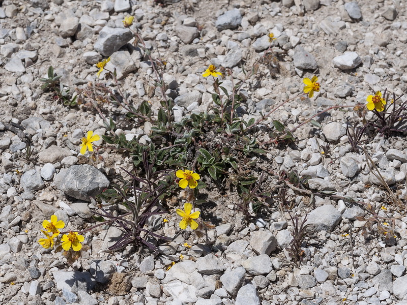 Helianthemum cinereum cinereum.11