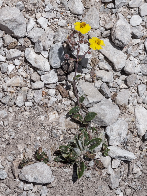 Helianthemum cinereum cinereum.12