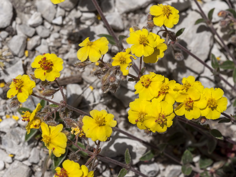 Helianthemum cinereum cinereum.14