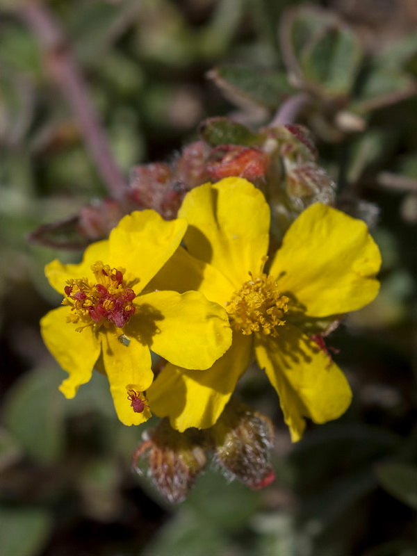 Helianthemum cinereum cinereum.15