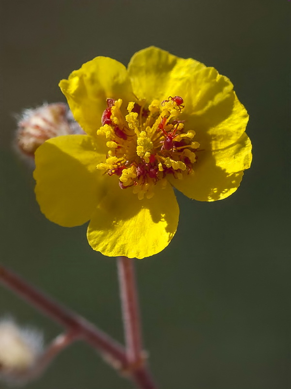 Helianthemum cinereum cinereum.16