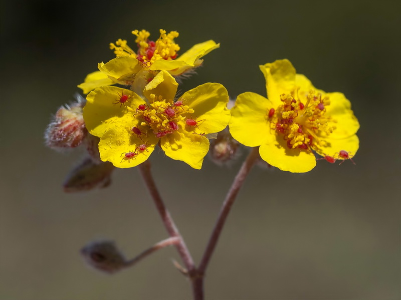 Helianthemum cinereum cinereum.17