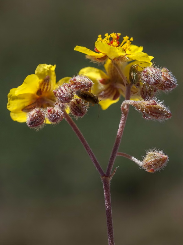 Helianthemum cinereum cinereum.18