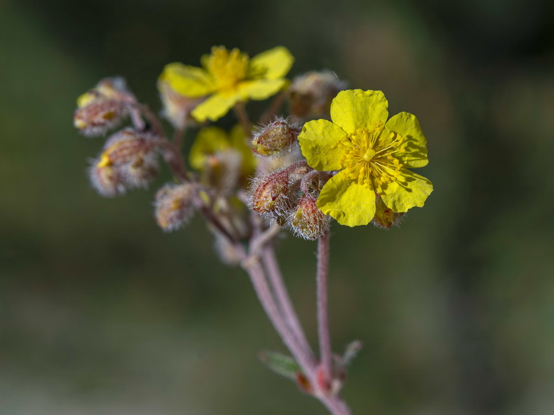 Helianthemum cinereum cinereum.17