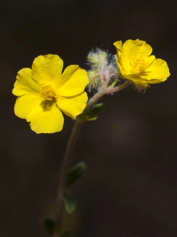 Helianthemum cinereum guadiccianum.06