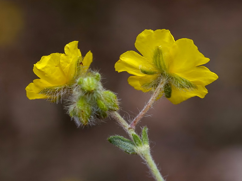 Helianthemum cinereum guadiccianum.07