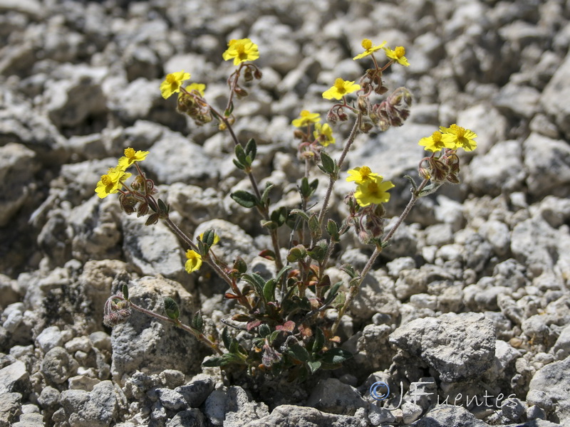 Helianthemum cinereum guadiccianum.08