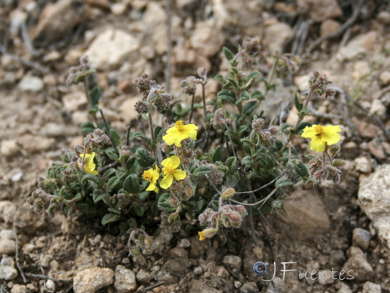 Helianthemum cinereum guadiccianum.09