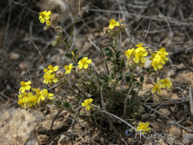 Helianthemum cinereum guadiccianum.10