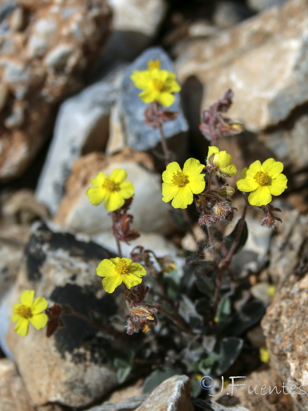 Helianthemum cinereum guadiccianum.11