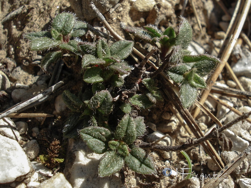 Helianthemum cinereum guadiccianum.12