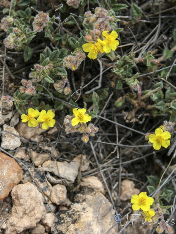 Helianthemum cinereum guadiccianum.13