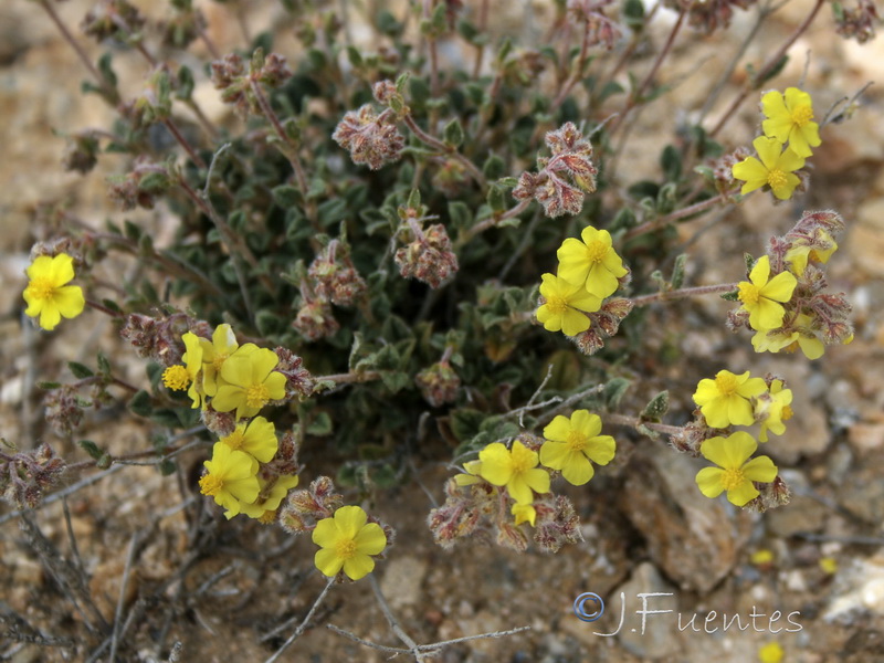 Helianthemum cinereum guadiccianum.15