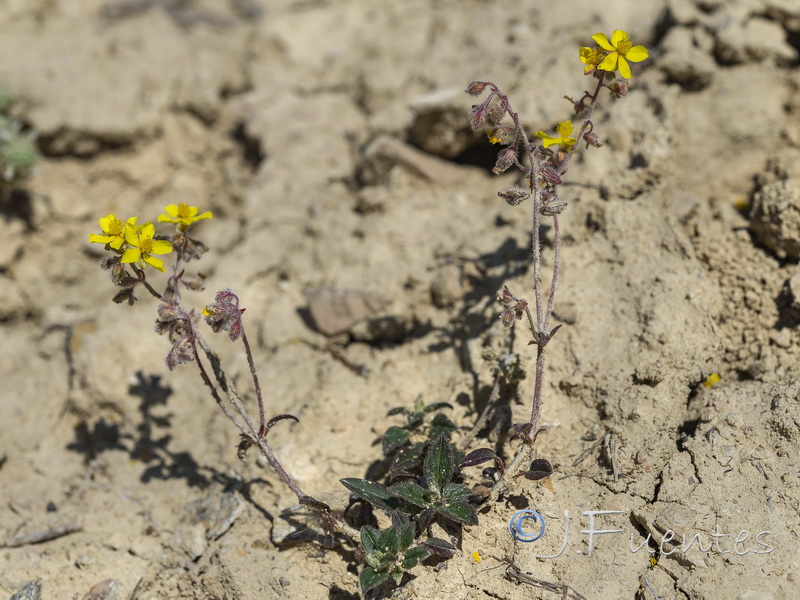 Helianthemum cinereum guadiccianum.18