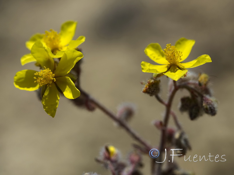 Helianthemum cinereum guadiccianum.20