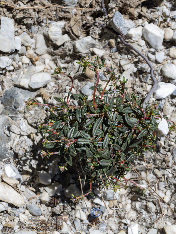 Helianthemum cinereum hieronymi.01