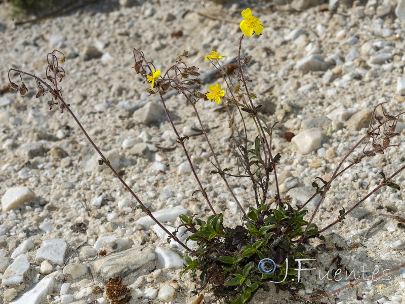 Helianthemum cinereum hieronymi.03