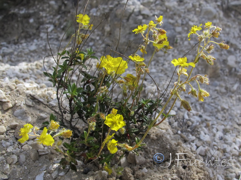 Helianthemum cinereum hieronymi.05