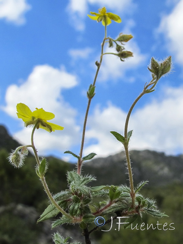 Helianthemum cinereum hieronymi.10