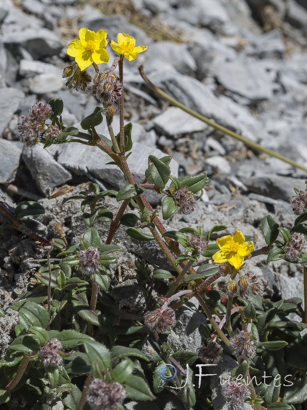 Helianthemum cinereum hieronymi.11