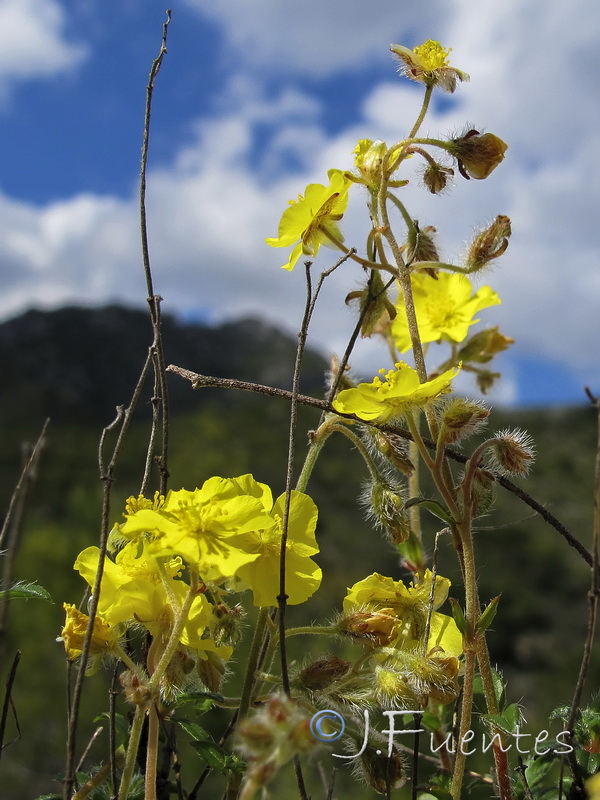 Helianthemum cinereum hieronymi.12