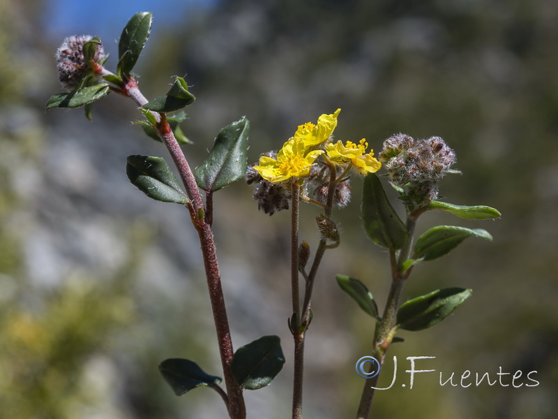 Helianthemum cinereum hieronymi.13