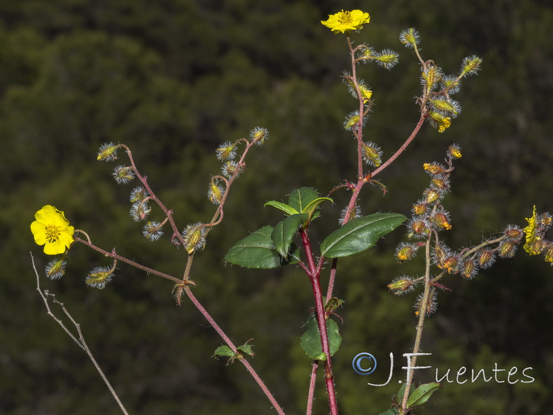 Helianthemum cinereum hieronymi.14