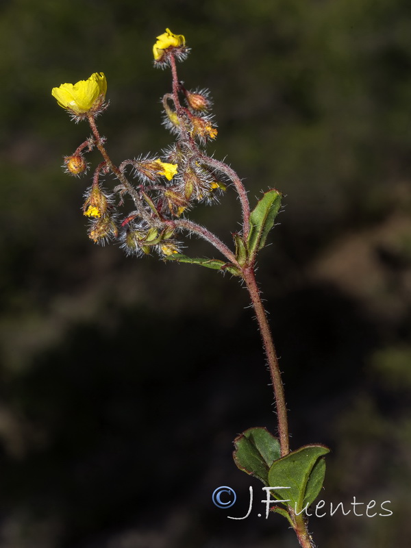 Helianthemum cinereum hieronymi.15