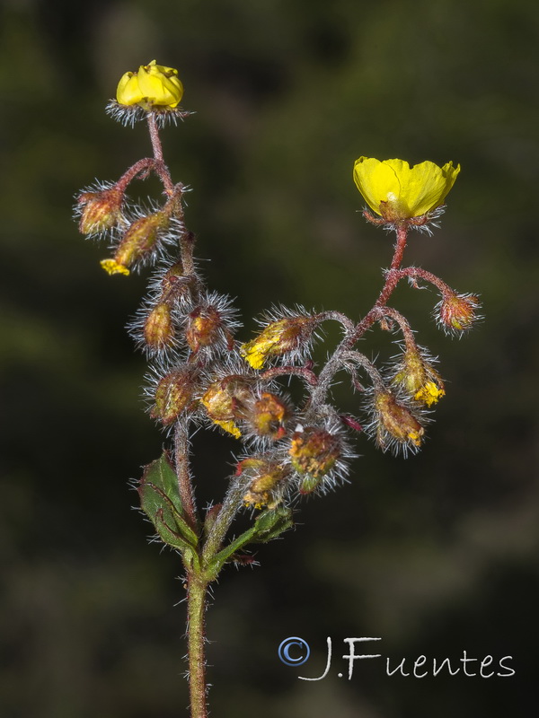 Helianthemum cinereum hieronymi.16