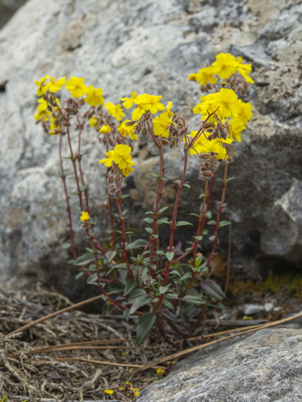 Helianthemum cinereum hieronymi.17