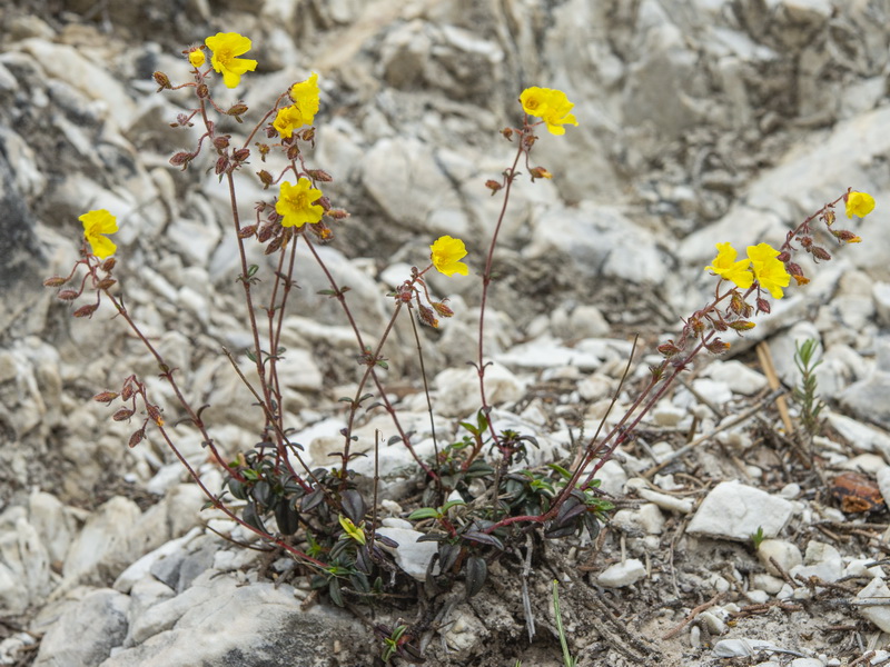 Helianthemum cinereum hieronymi.18