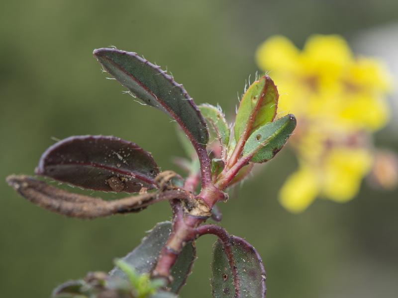 Helianthemum cinereum hieronymi.23