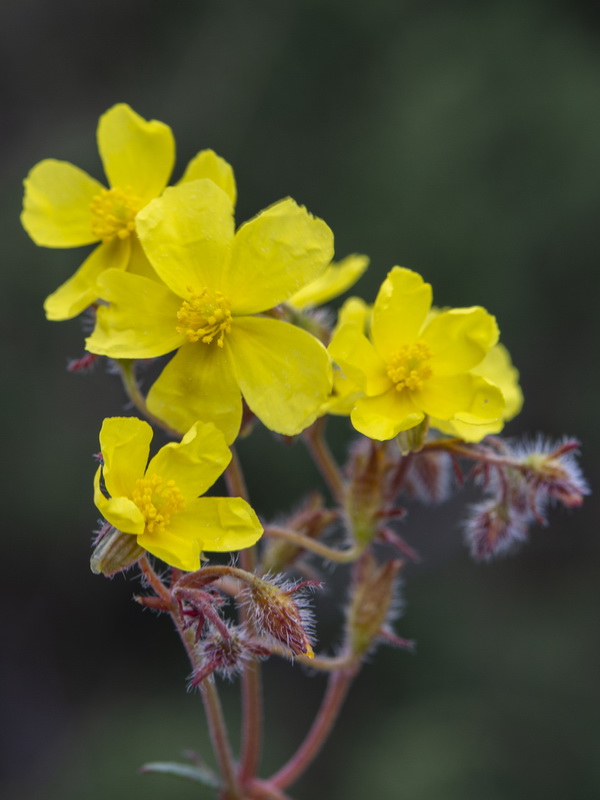 Helianthemum cinereum hieronymi.26