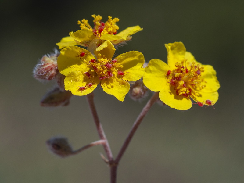 Helianthemum cinereum hieronymi.27